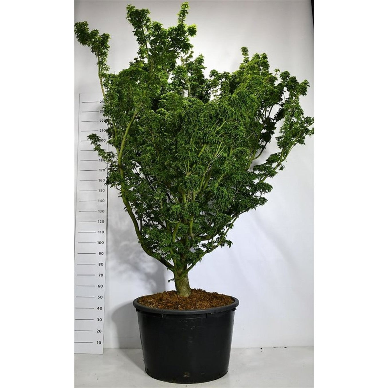 Japansk lönn – Acer palmatum 'Shishigashira' - C230 200-225 cm. Sol