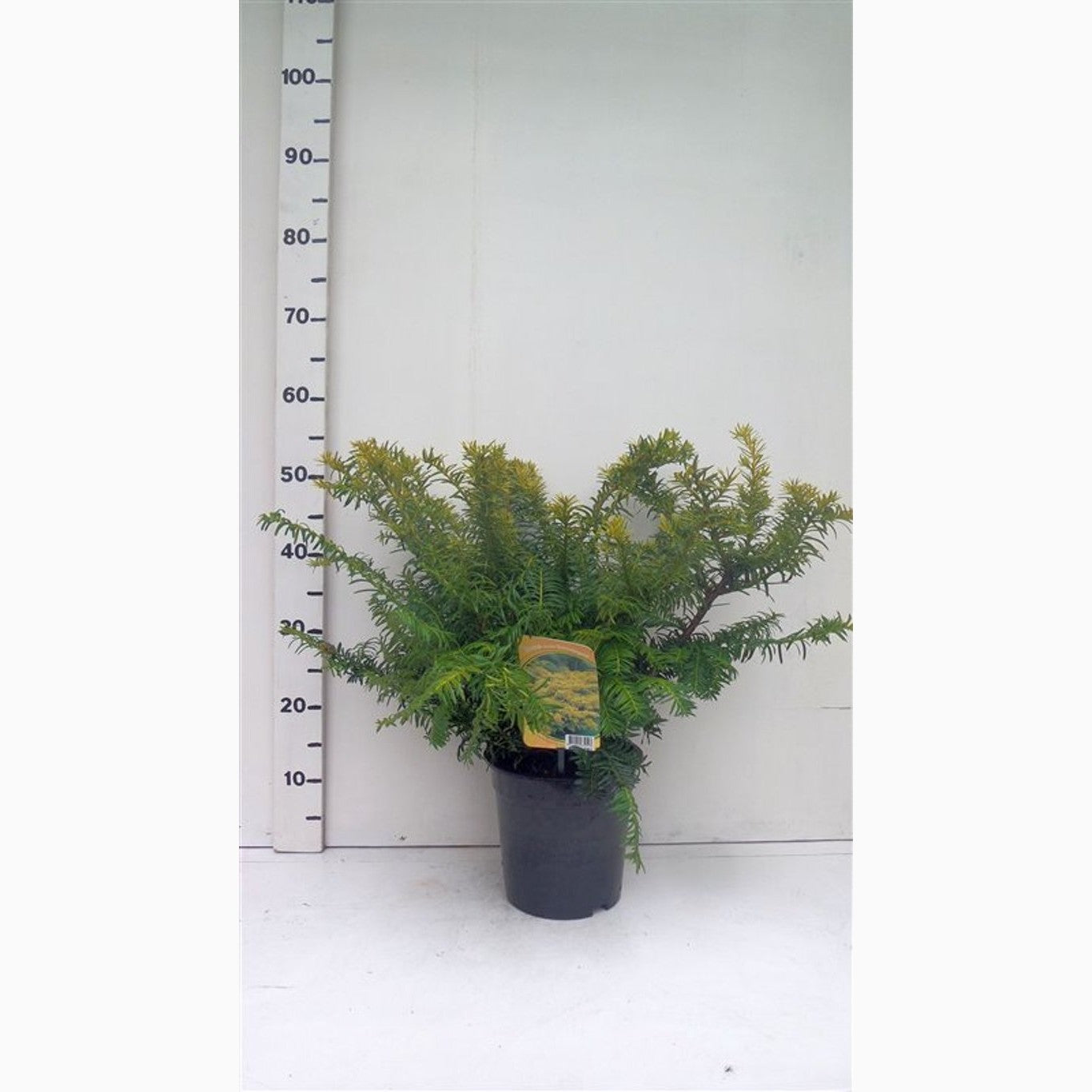Idegran – Taxus baccata 'Summergold' - C3 40-50 CM