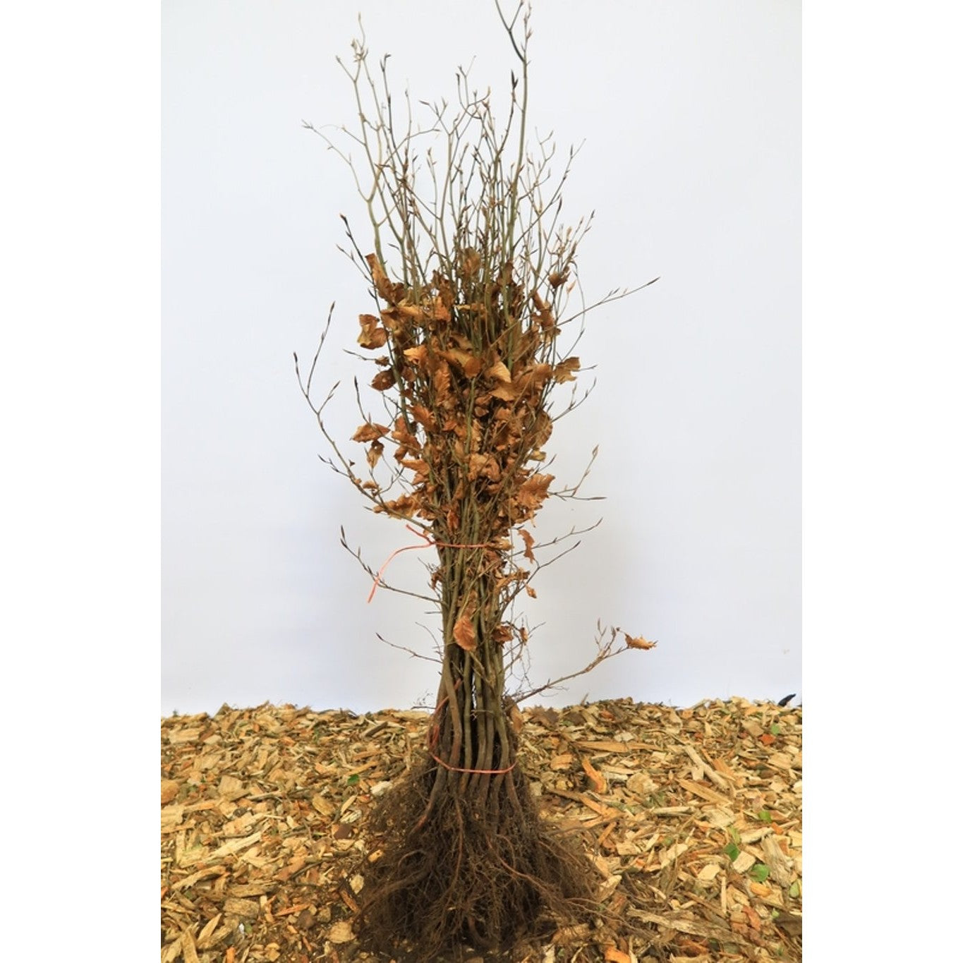 Blodbok – Fagus sylvatica &