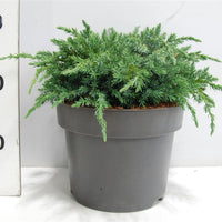 Himalaya-en – Juniperus squamata 'Blue Carpet' - C5 30-40 cm.