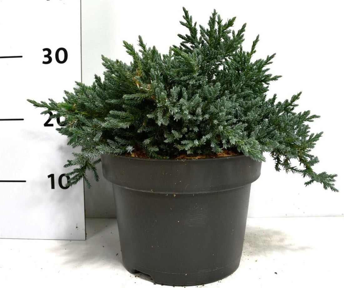 Himalaya-en – Juniperus squamata &