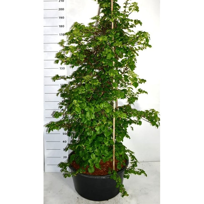 Hortensia – Hydrangea arborescens &