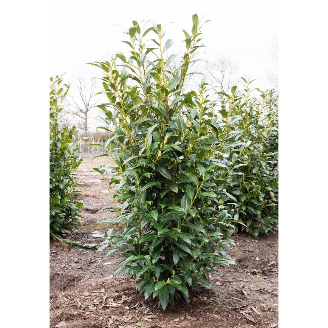 Lagerhägg – Prunus laurocerasus &