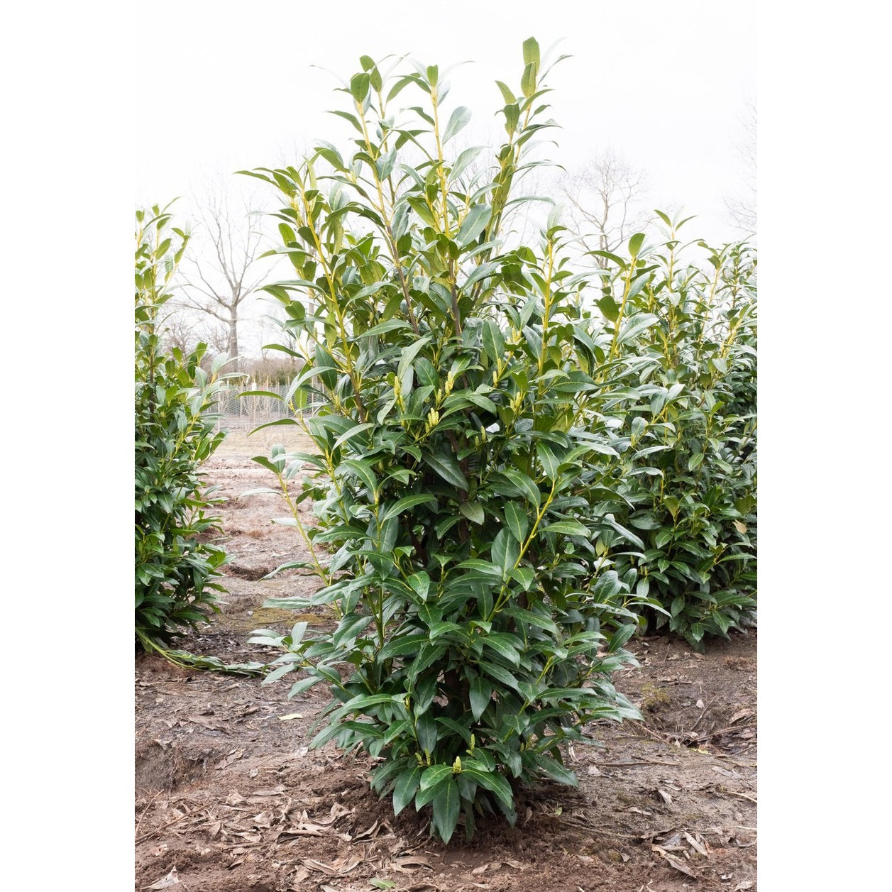 Lagerkörsbär – Prunus laurocerasus 'Genolia' - 175-200 CM WRB