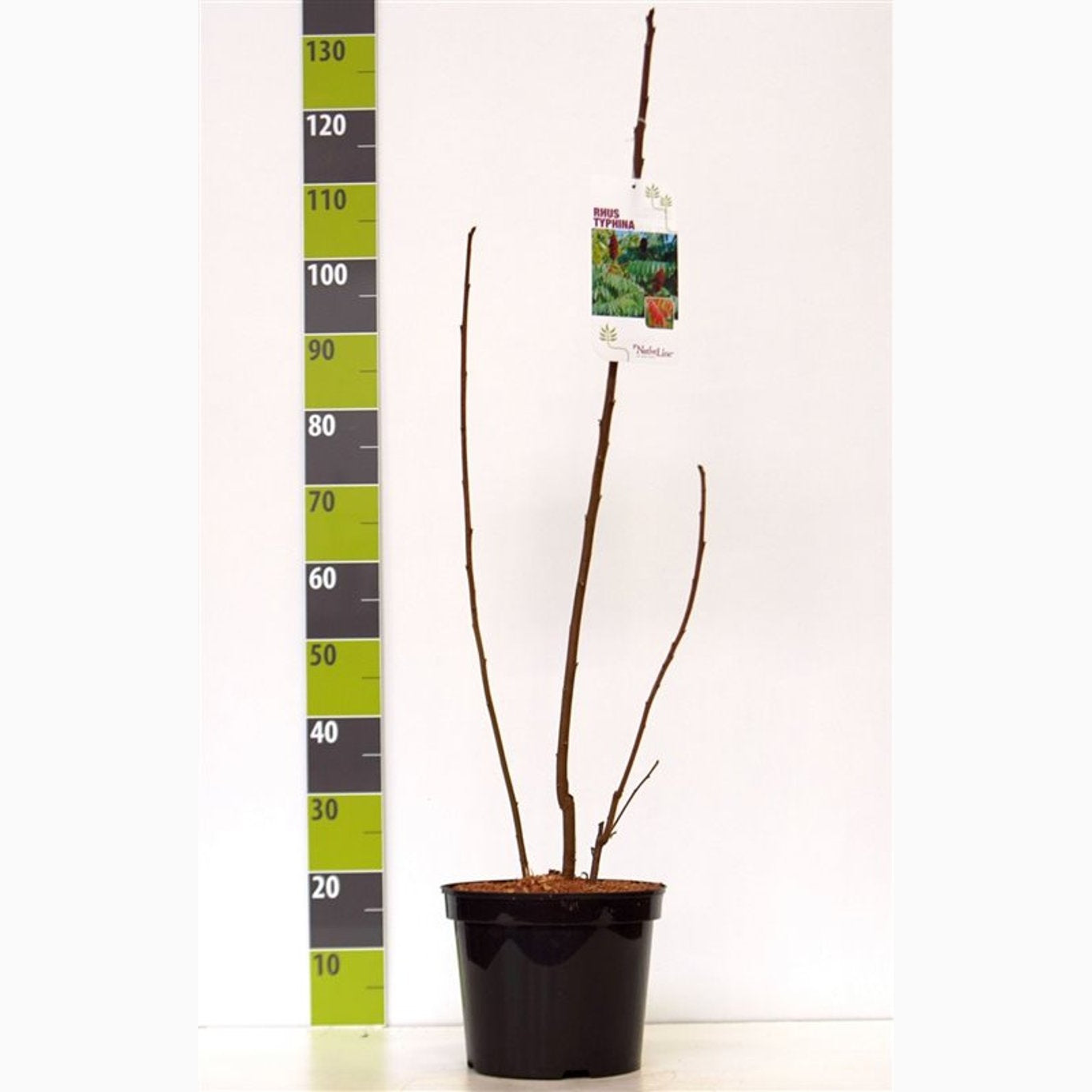 Rönnsumak – Rhus typhina - C7.5 80-100 CM