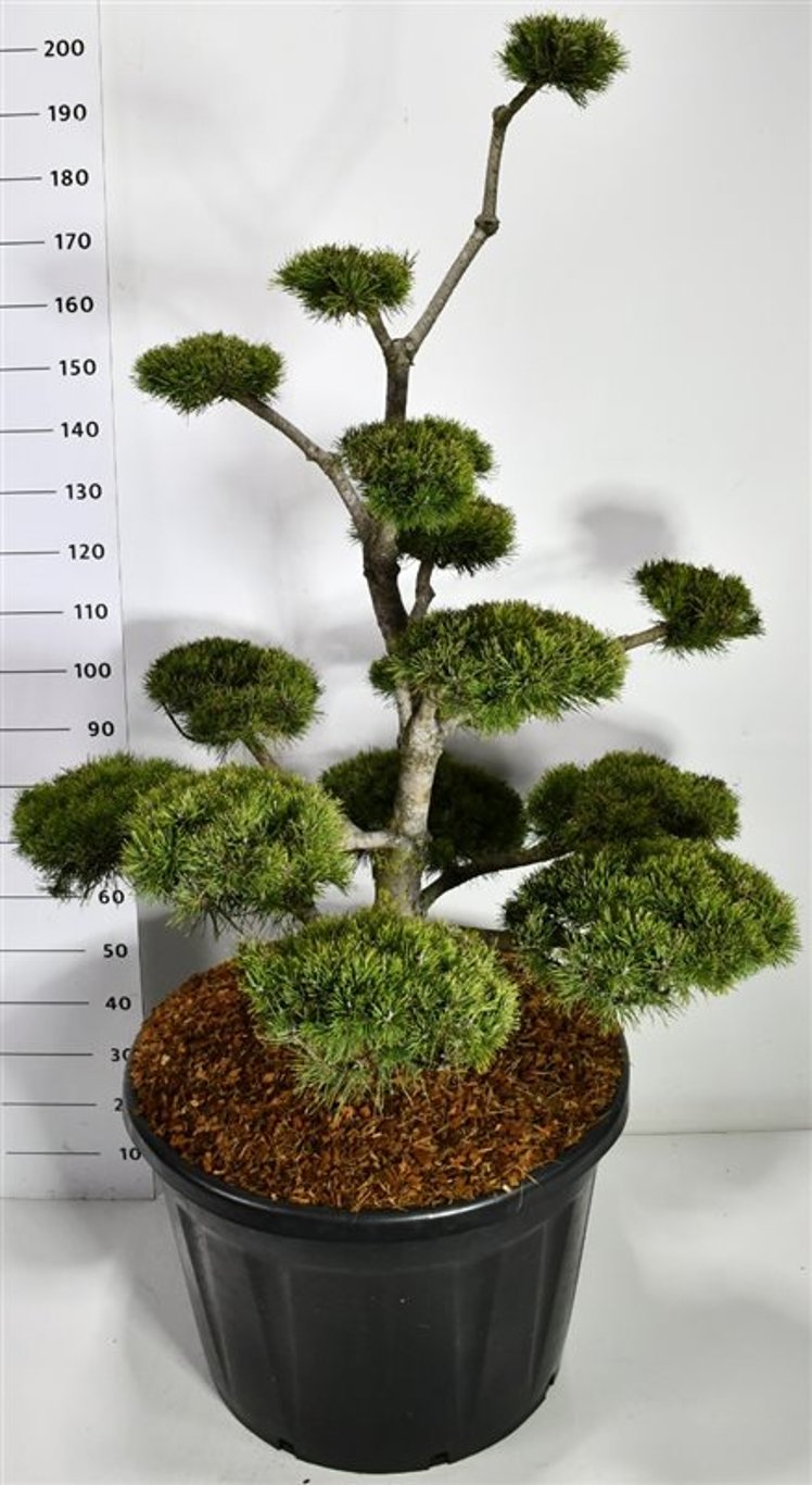Bergtall – Pinus mugo mugo - C180 125-150 cm. Bonsai