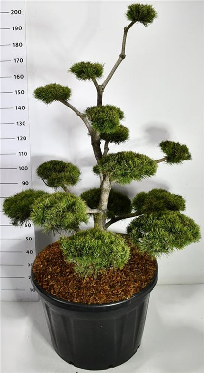 Bergtall – Pinus mugo mugo - C180 125-150 cm. Bonsai