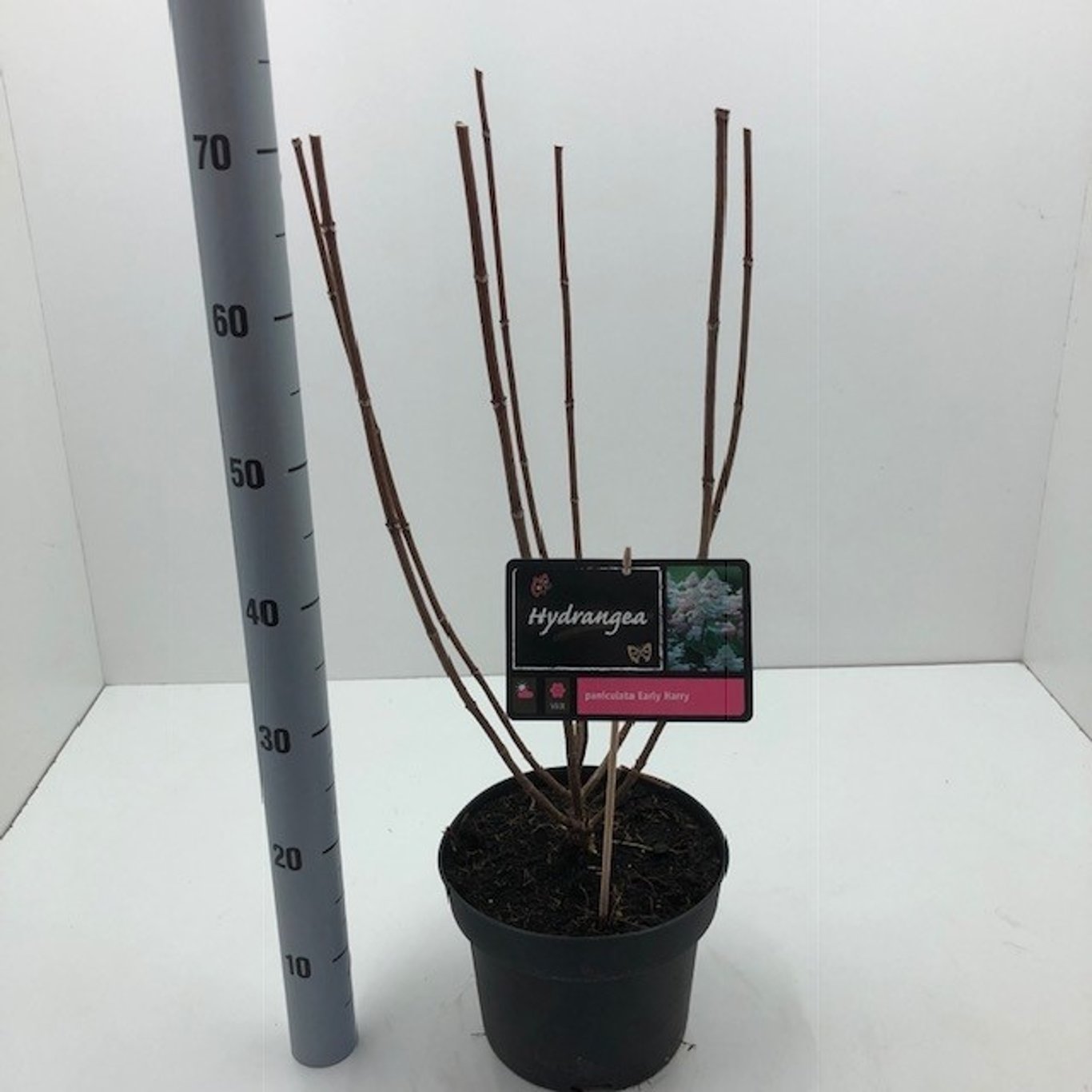 Syrenhortensia – Hydrangea paniculata 'Early Harry'® - C5