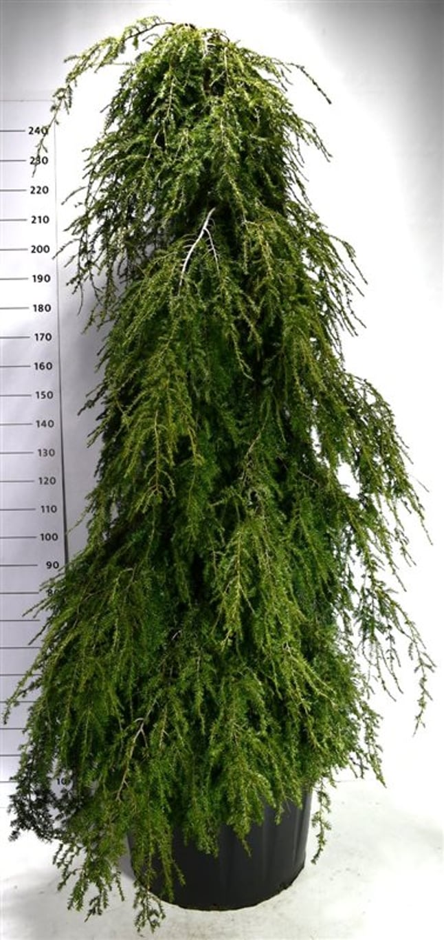 Hemlock – Tsuga canadensis &