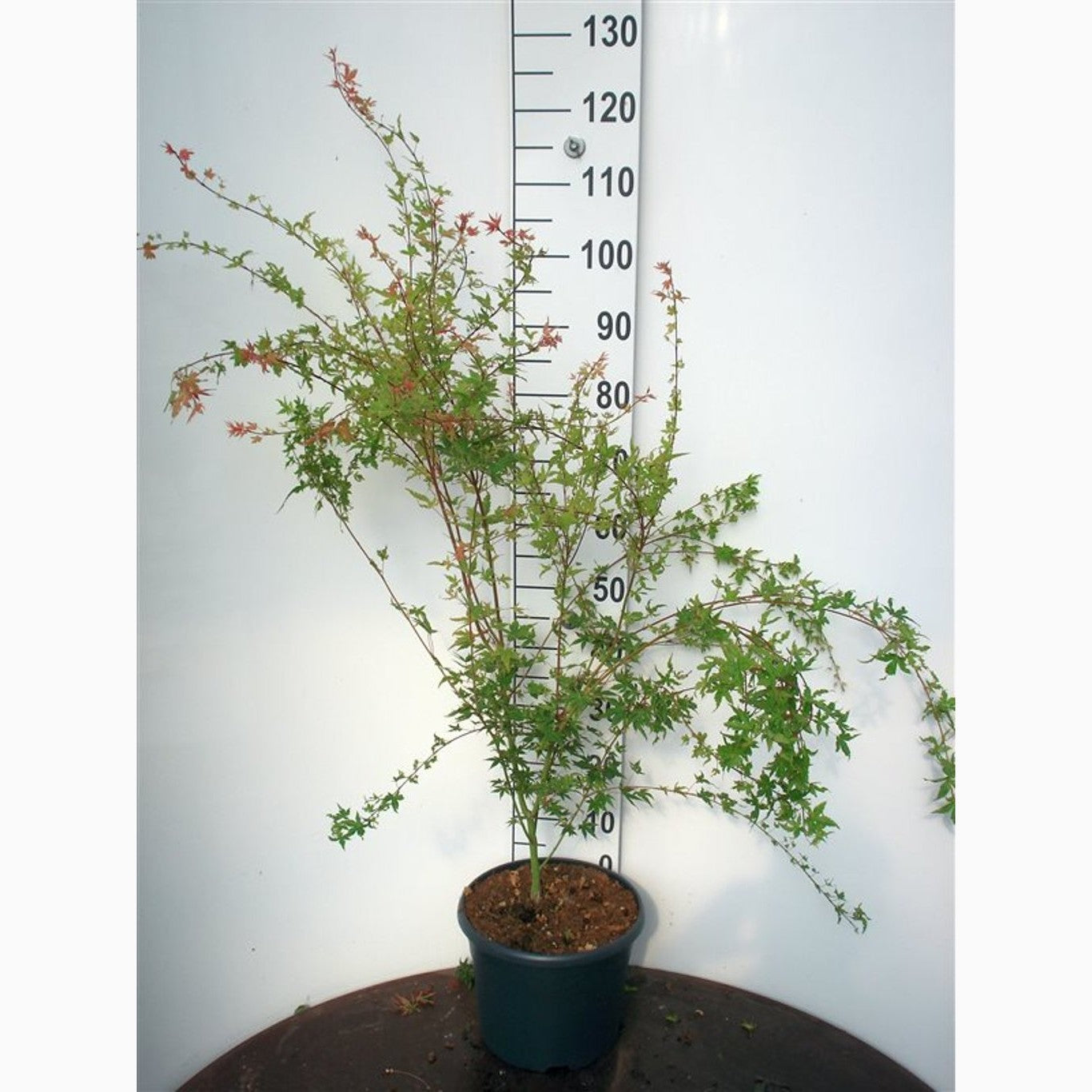 Japansk lönn – Acer pal. 'Phoenix' - C10 80-100 CM