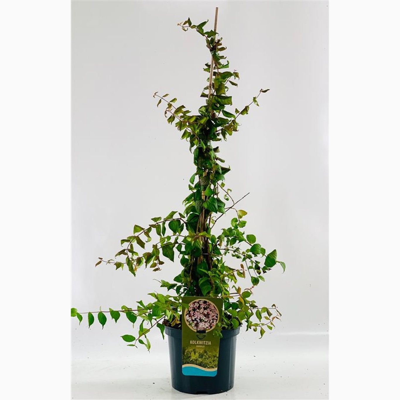 Paradisbuske – Kolkwitzia amabilis - C5 50-60 CM Stick