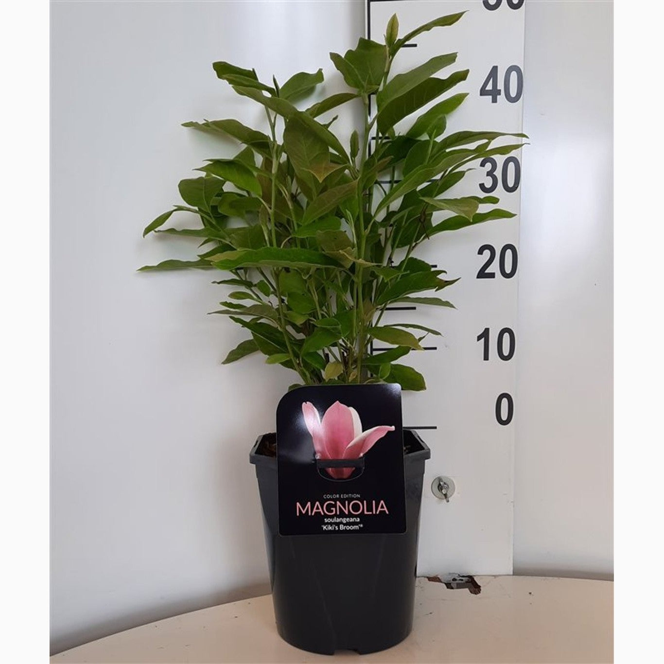 Magnolia – Magnolia 'Kate Brook' - C5 50-60 CM