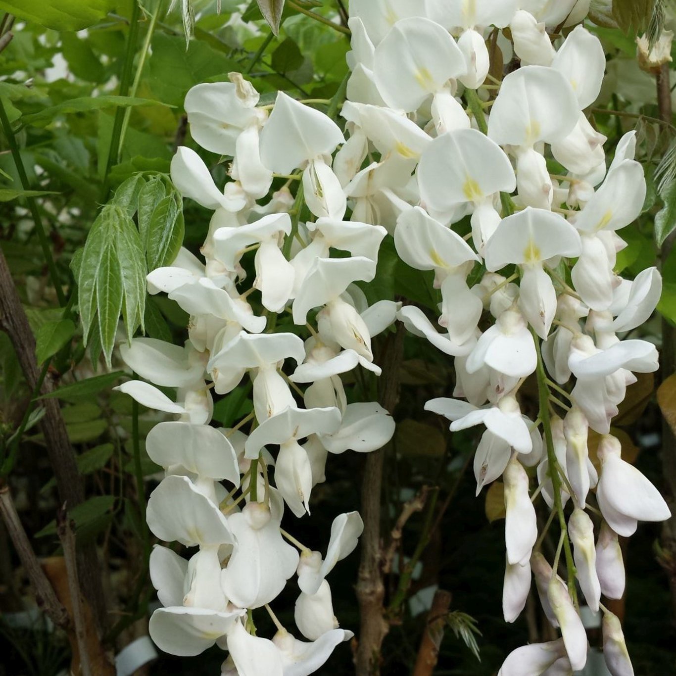 Blåregn – Wisteria floribunda 'Longissima Alba' - C2 50-60 CM 3 Stick