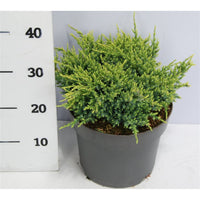 Himalaya-en – Juniperus squamata 'Holger' - C5 30-40 cm.