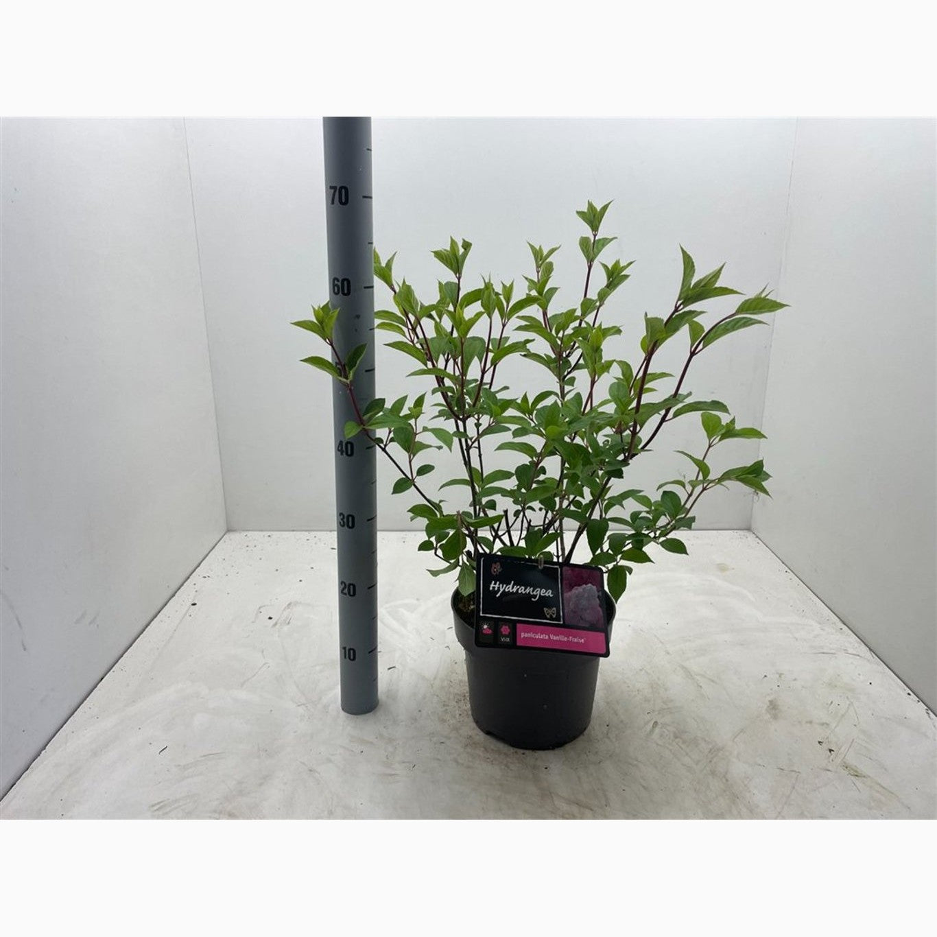 Syrenhortensia – Hydrangea paniculata 'Vanille Fraise' - C5