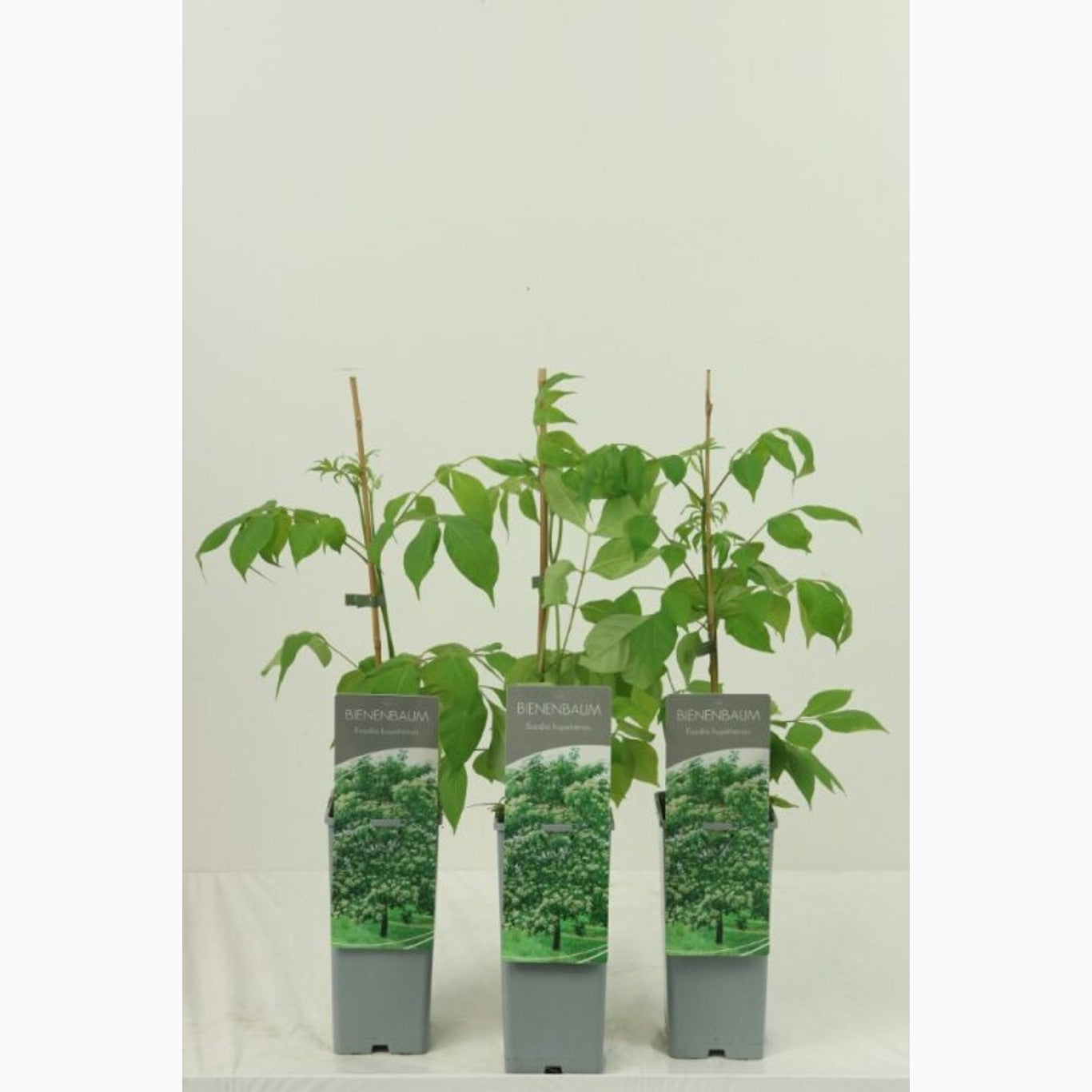 Honungsask – Tetradium daniellii hupehensis - C2 30-40 CM