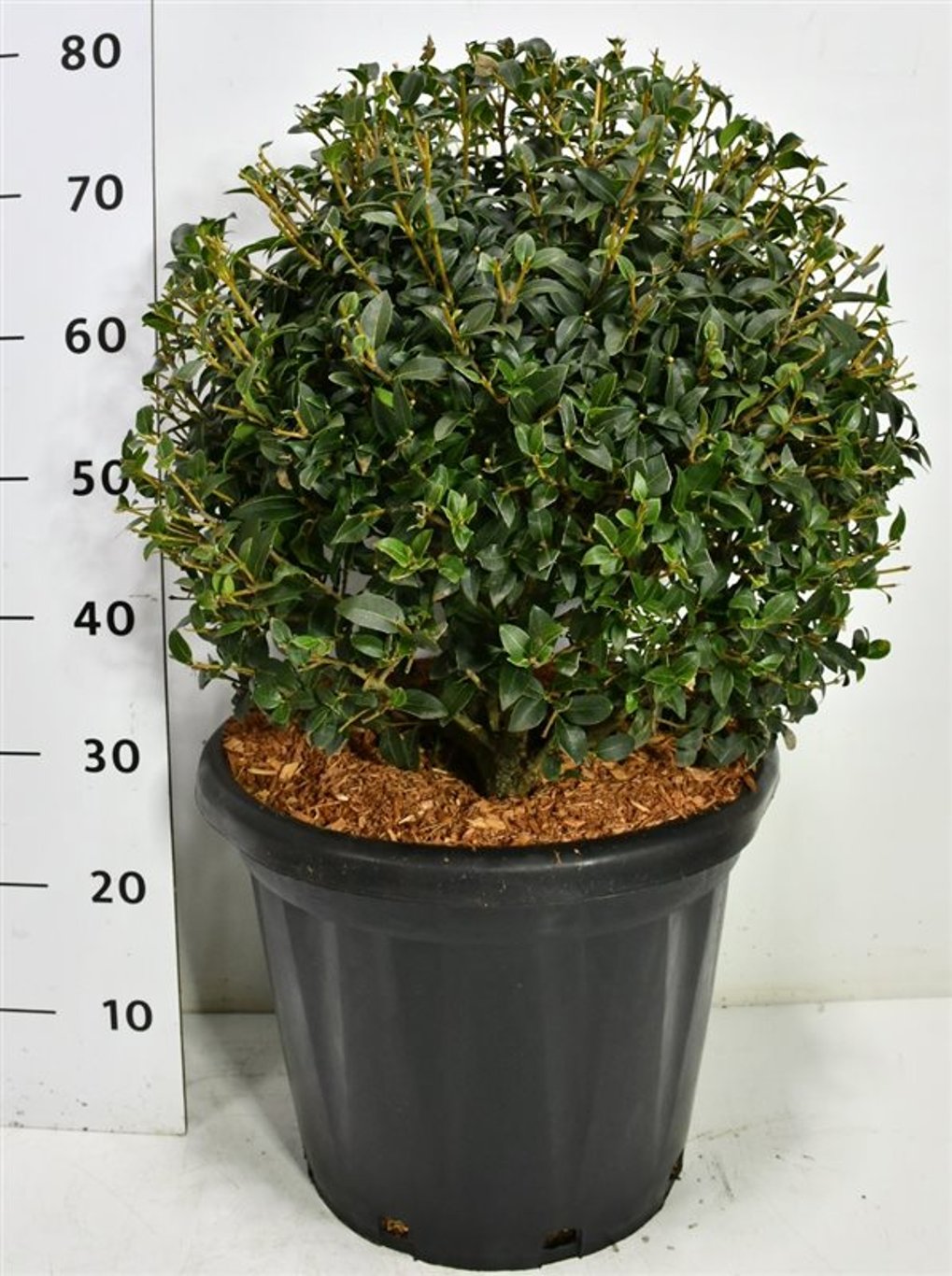Burkwoodosmanthus – Osmanthus burkwoodii - C25 40-50 cm. Bol