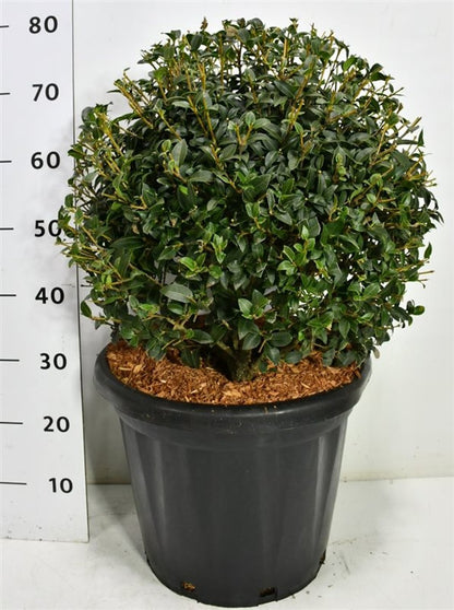 Burkwoodosmanthus – Osmanthus burkwoodii - C25 40-50 cm. Bol