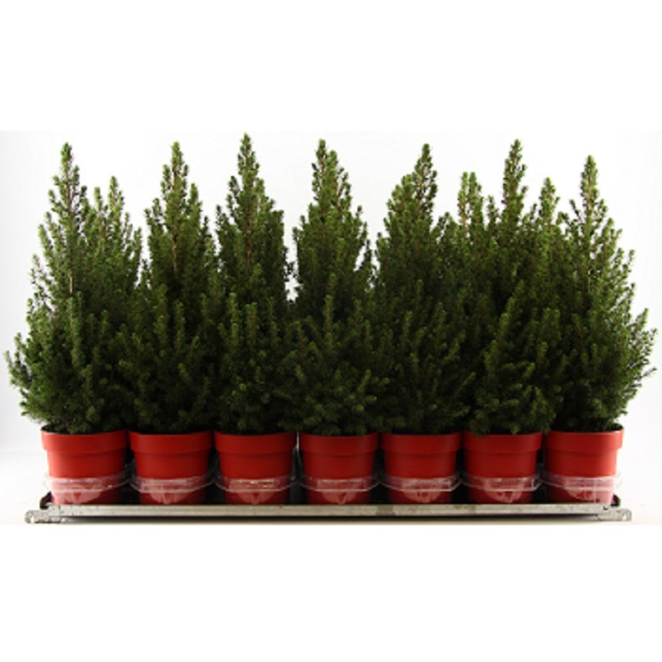 Vitgran – Picea glauca 'December' - C3 50-60 CM Red pot