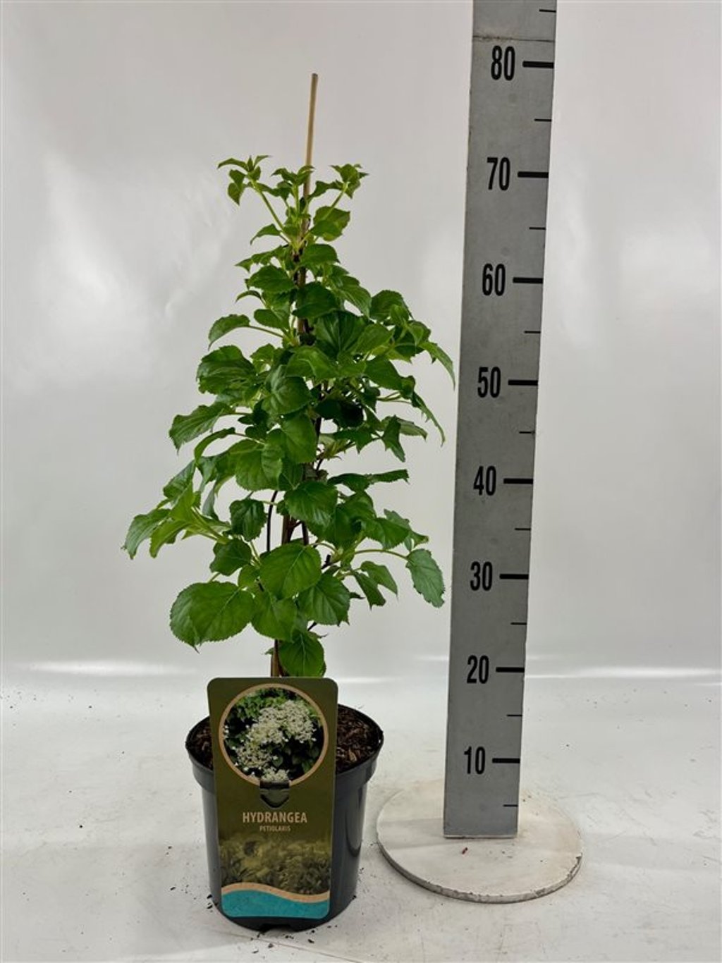 Hortensia – Hydrangea arborescens 'Pink Percussion' - C3 60/+ CM