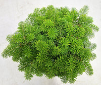 Koreagran – Abies koreana 'Brillant' - C5 25-30 cm.