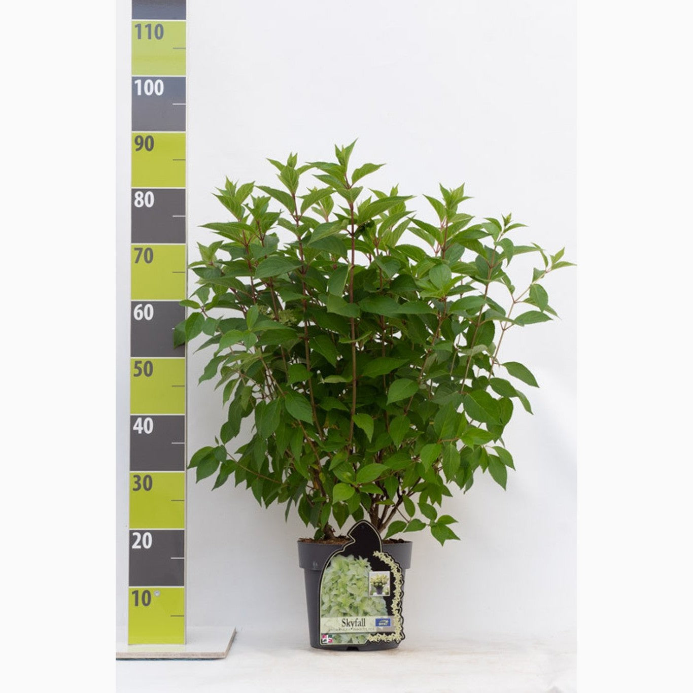 Syrenhortensia – Hydrangea paniculata 'Skyfall'® - C4,6 40-60 CM