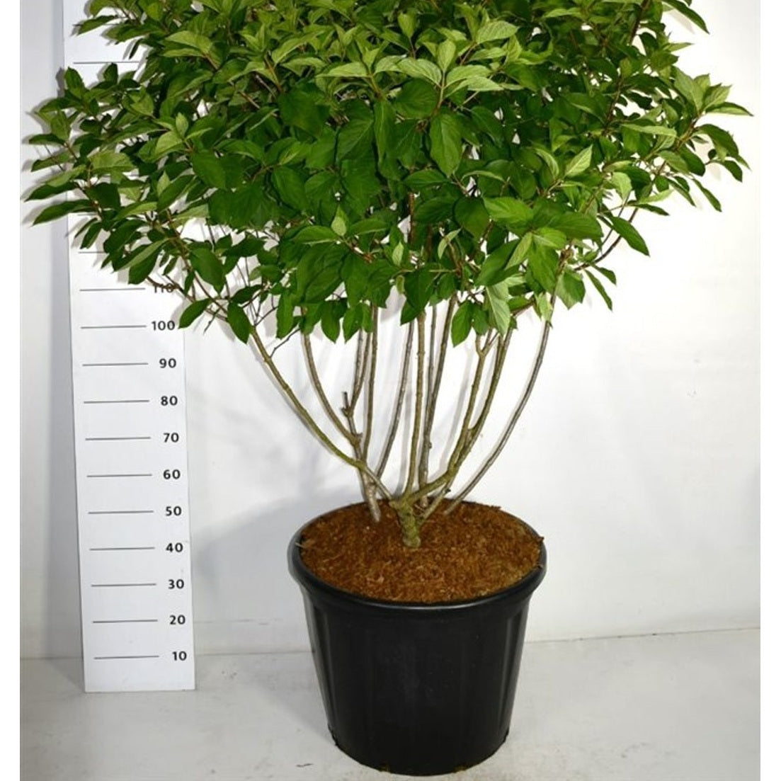 Syrenhortensia – Hydrangea paniculata 'Polar Bear' - C110 125-150 cm. Sol