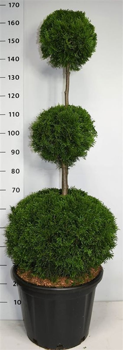 Thuja – Thuja occidentalis &