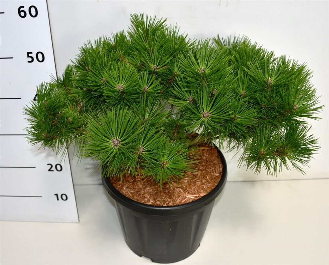 Svarttall – Pinus densiflora &