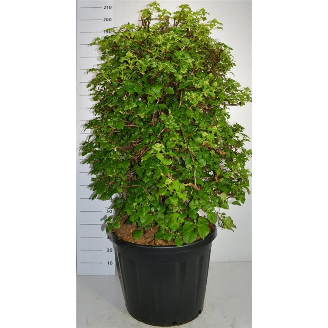 Klätterhortensia – Hydrangea petiolaris - C130 120-140 cm. Sol