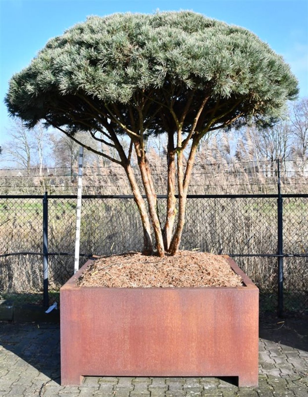 Tall – Pinus sylvestris &