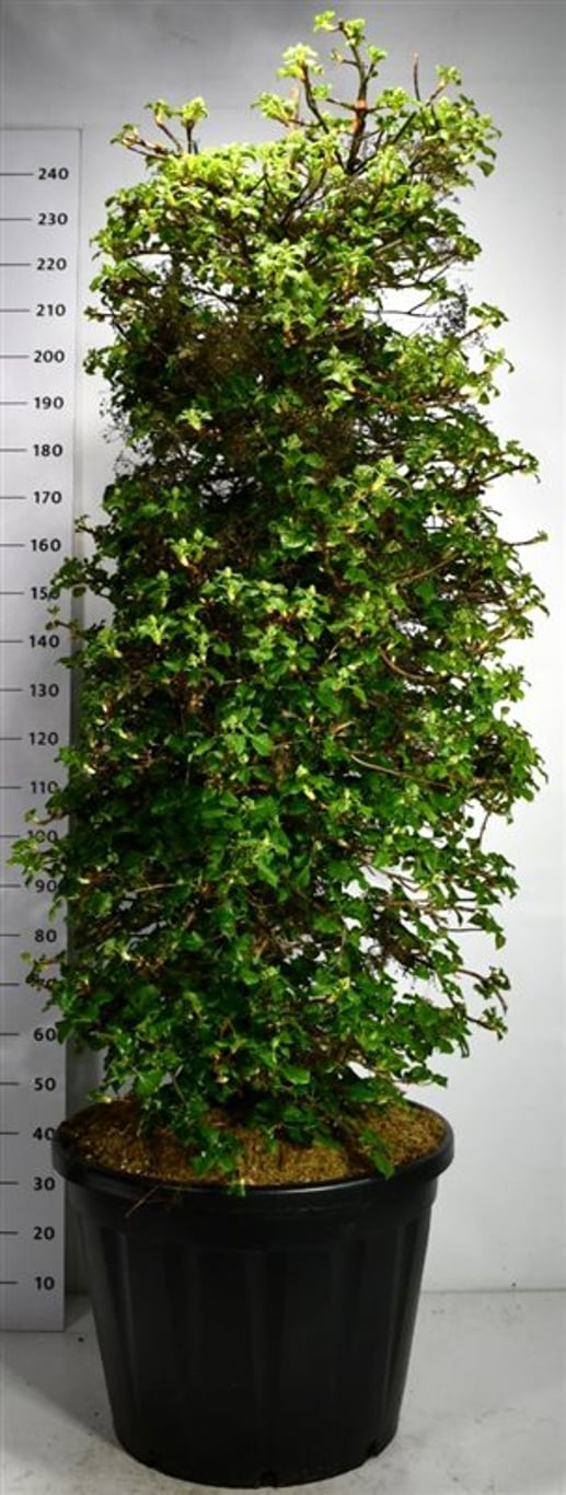 Klätterhortensia – Hydrangea petiolaris - C130 160-180 cm.