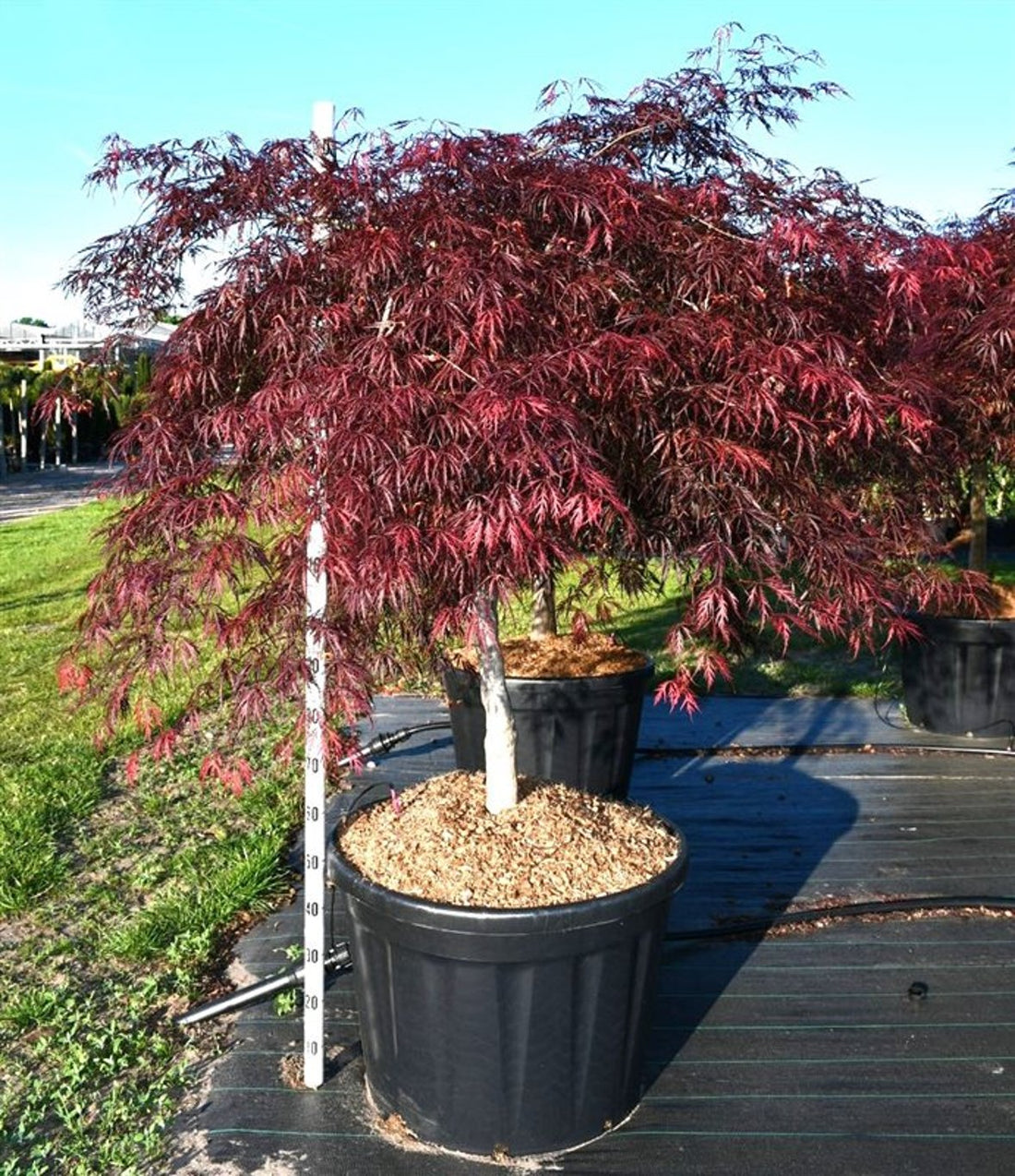 Japansk lönn – Acer palmatum &