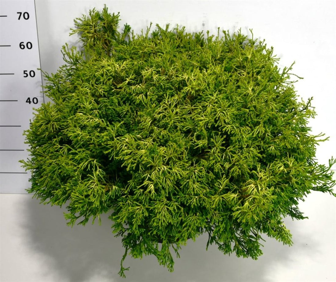 Ädelcypress – Chamaecyparis obtusa &