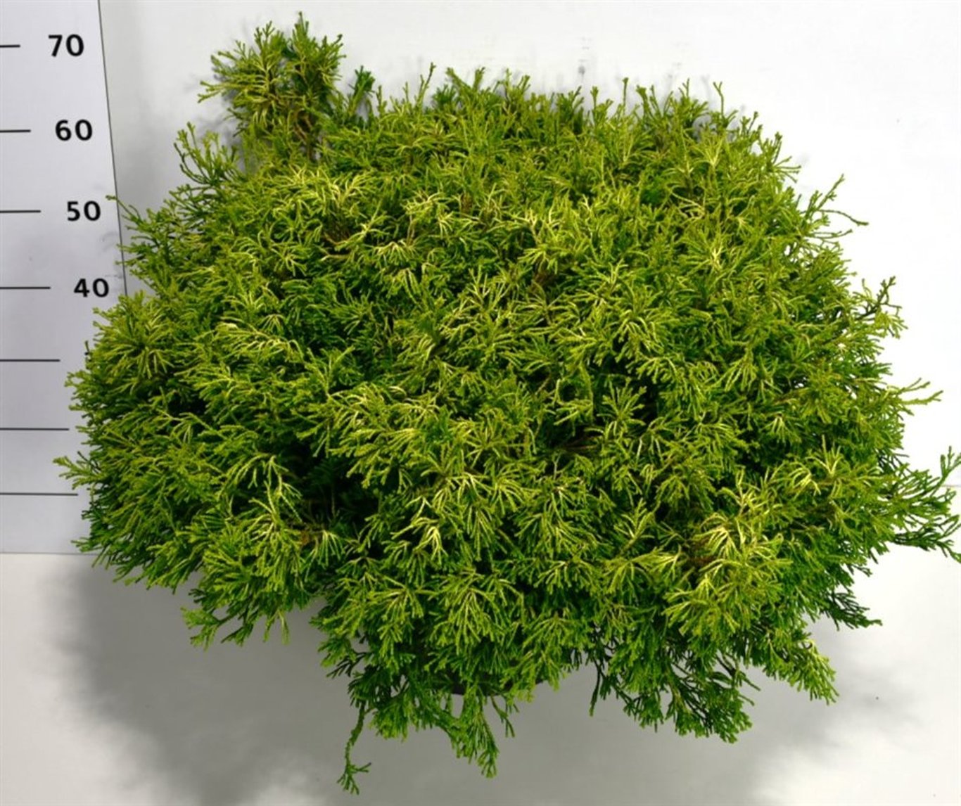 Ädelcypress – Chamaecyparis obtusa &