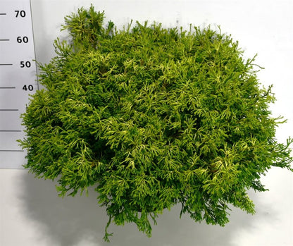 Ädelcypress – Chamaecyparis obtusa &