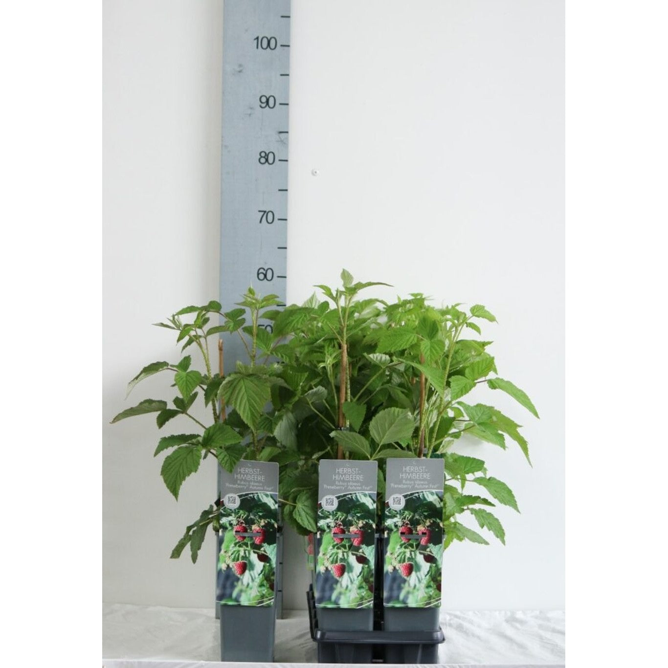 Hallon – Rubus idaeus 'Autumn First' - C2 30-40 CM