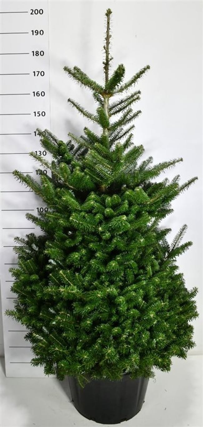Koreagran – Abies koreana - C65 125-150 cm.