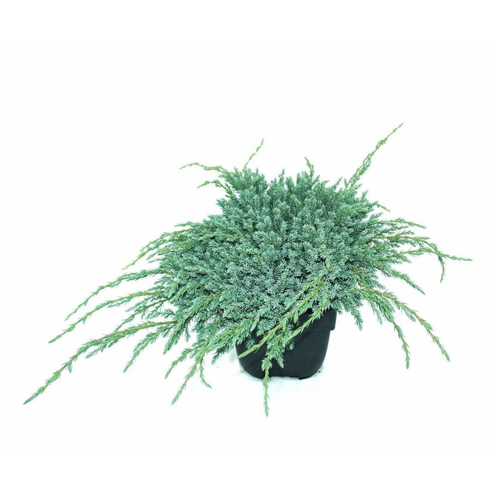 Fjäll-en – Juniperus squamata 'Blue Carpet' - C2