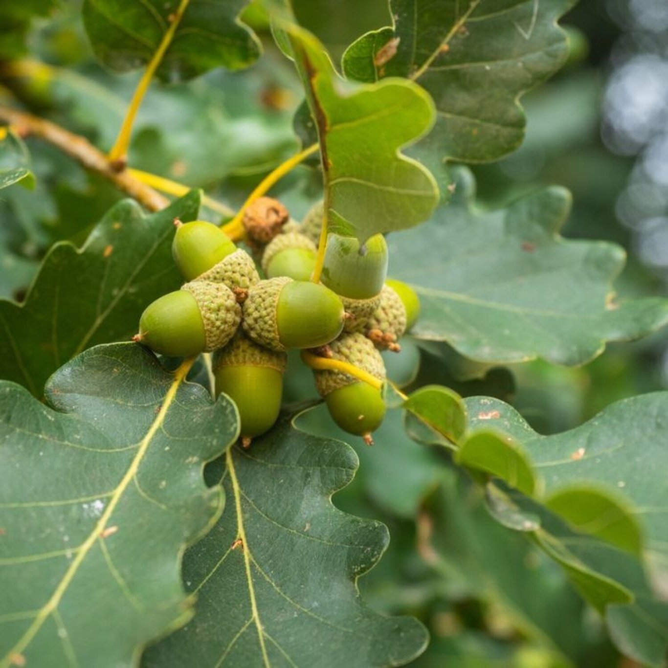 Bergek – Quercus petraea - 50-80 CM bare root 1/1