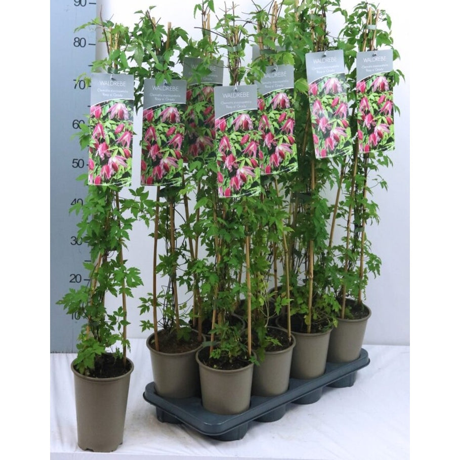 Klematis – Clematis 'Rosy O'Grady' - C2 60-80 CM Stick