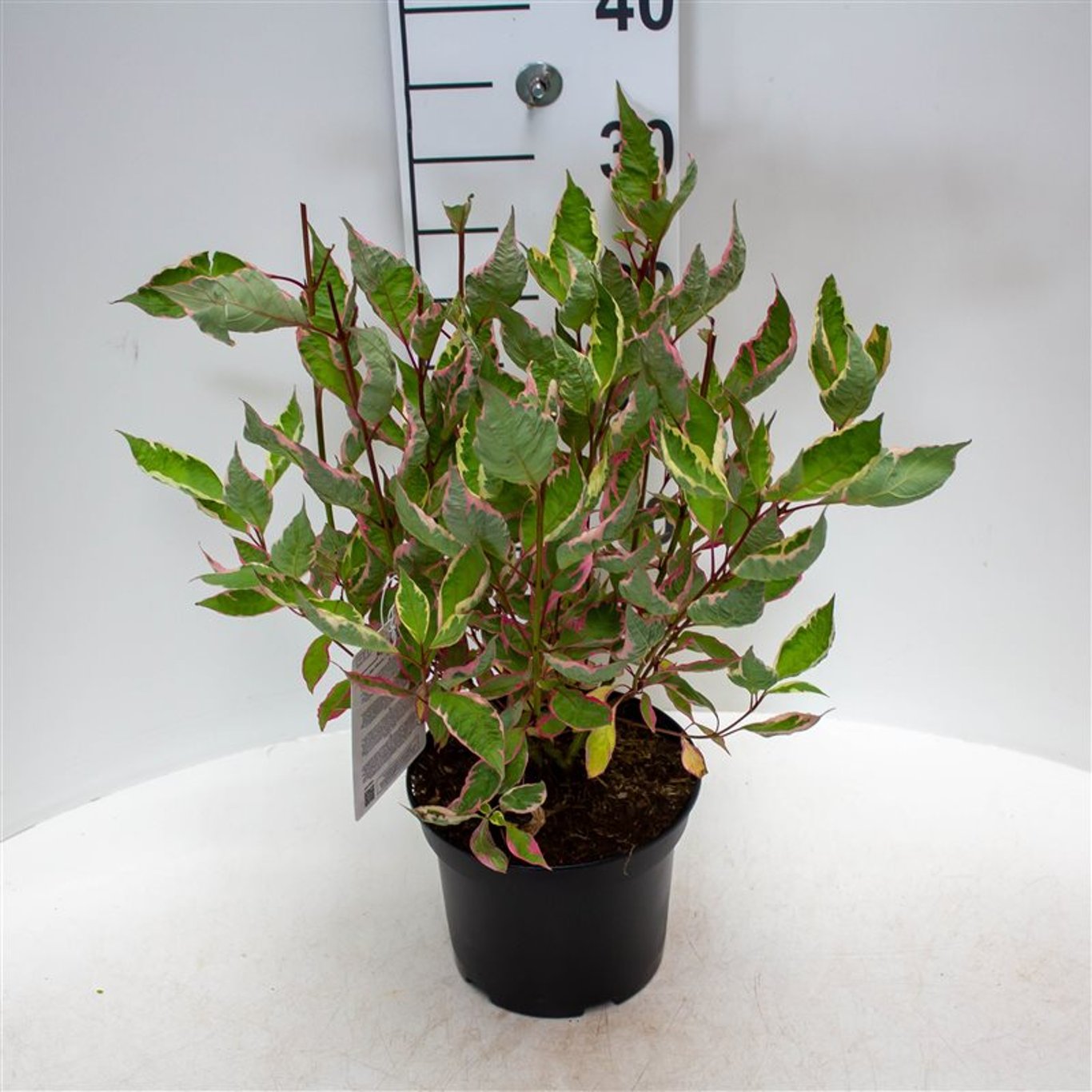 Kornell – Cornus alba 'Miracle' - C3 40-60 CM