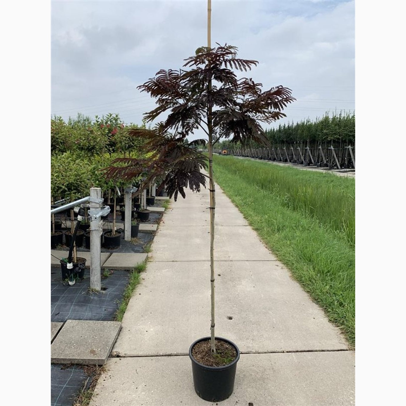 Silkesträd – Albizia julibr. 'Summer Chocolate' - C15 175-200 CM