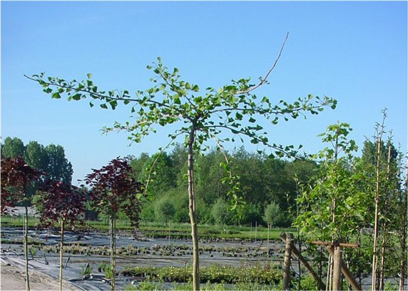 Ginkgo – Ginkgo biloba 'Pendula' - C20 6/8  220 CM Stem