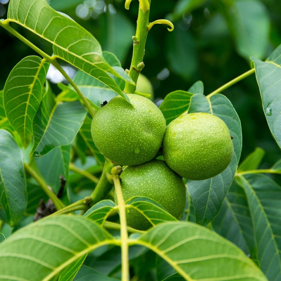 Valnöt – Juglans regia - 40-60 CM bare root 1/1