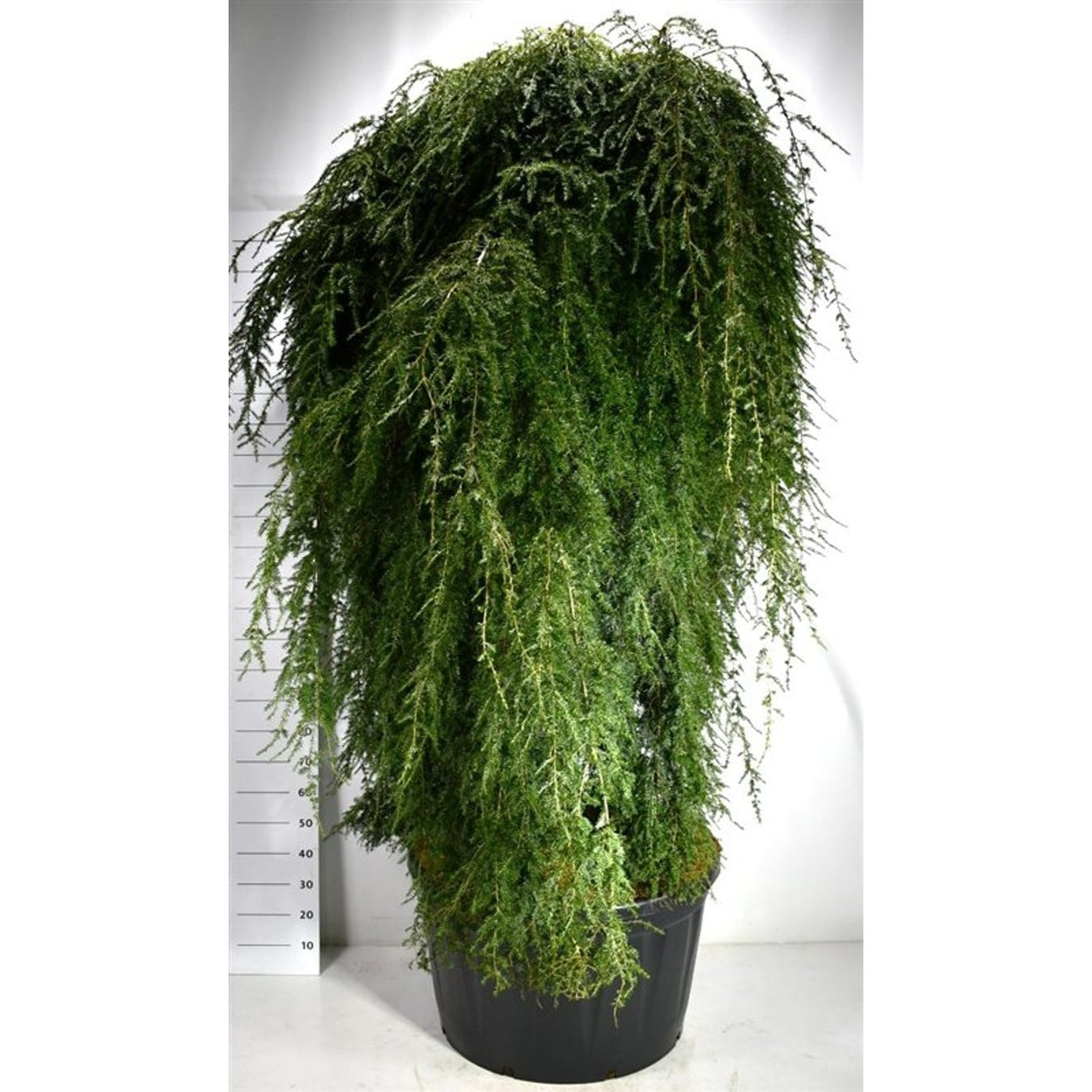 Hemlock – Tsuga canadensis 'Pendula' - C280 200 cm. Stam