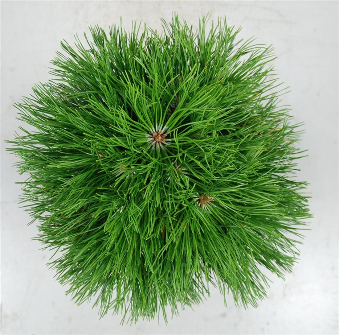 Bergtall – Pinus mugo &