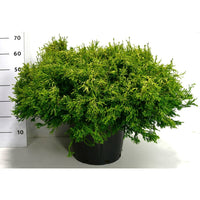 Ädelcypress – Chamaecyparis obtusa 'Gitte' - C25 80-90 cm.