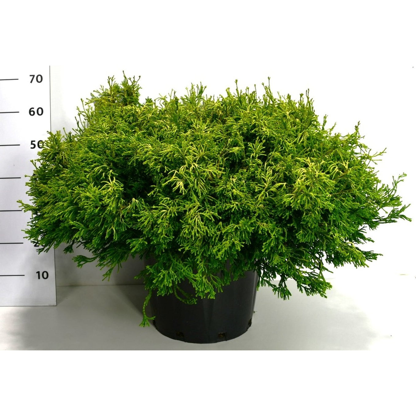 Ädelcypress – Chamaecyparis obtusa 'Gitte' - C25 80-90 cm.