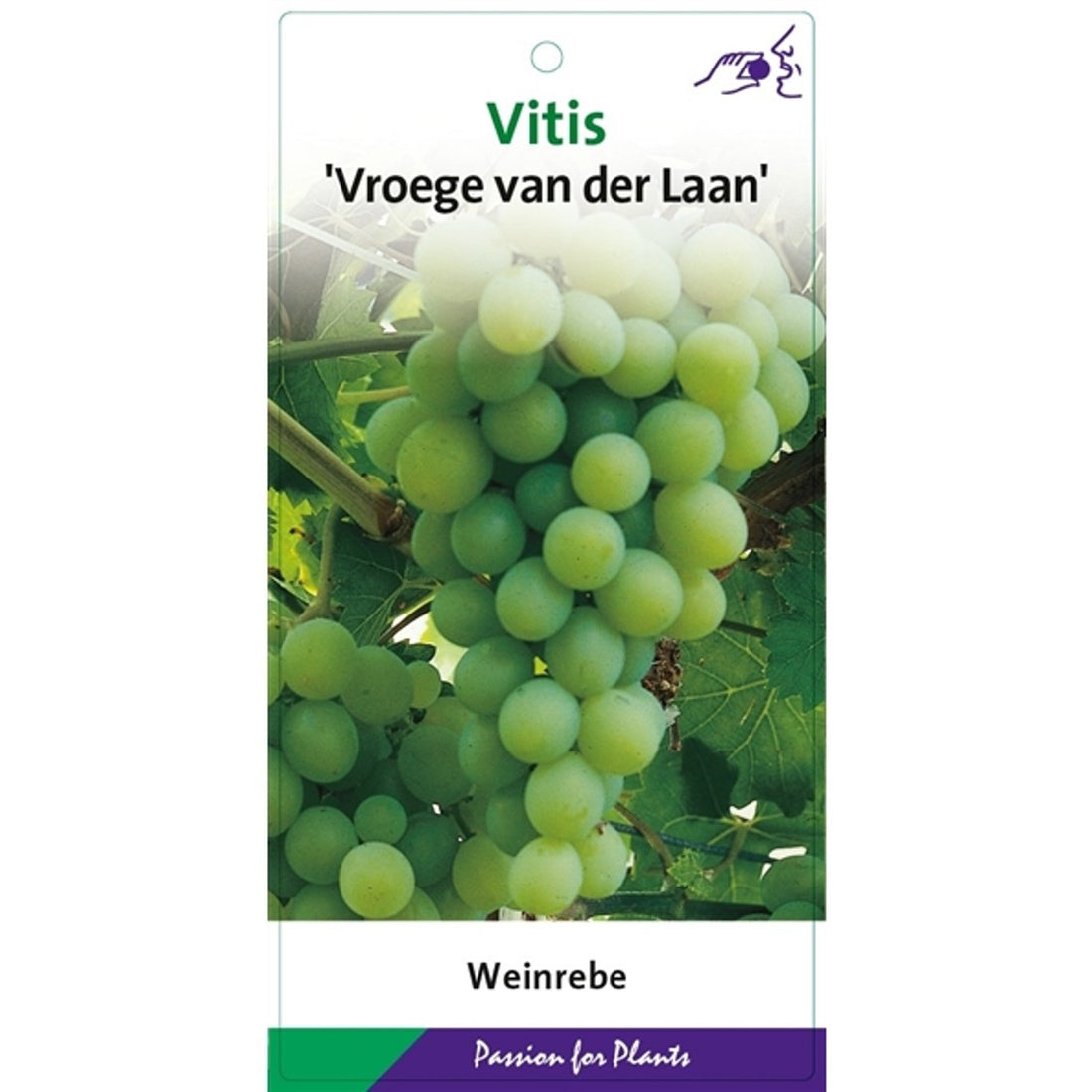 Vinranka – Vitis &